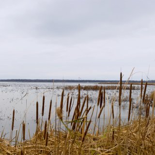 Science wetland with cattails 