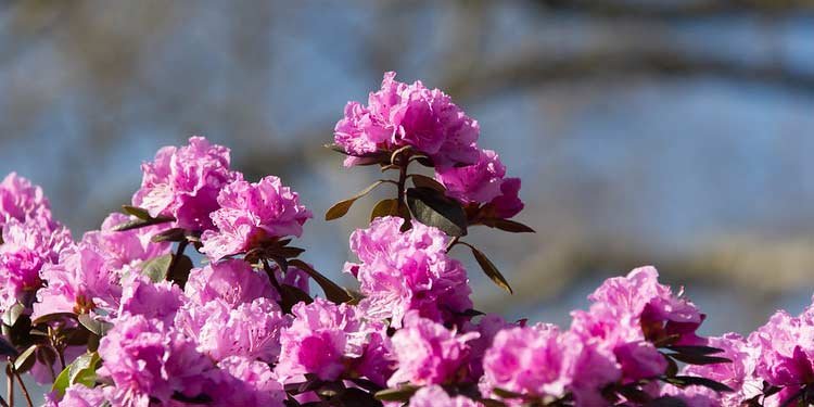 Close up of azaleas