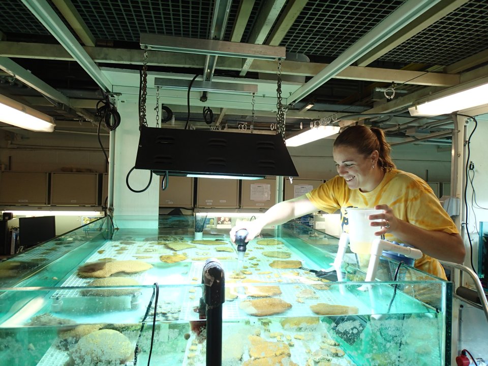 EPA researcher Elizabeth Moso feeding corals freeze-dried copepods, a type of zooplankton that coral feed on.
