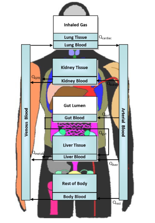 Human body visual of a PBPK Model