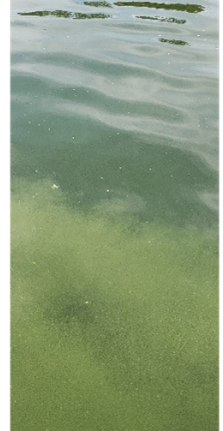 A harmful algal bloom in freshwater
