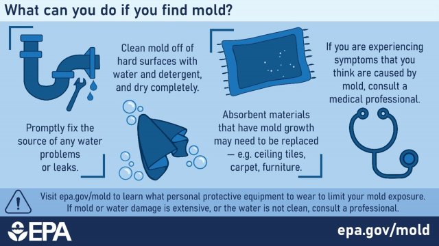 Blue image with tips on what to do when you find mold.