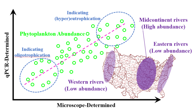 A graph comparing cyanotoxins determined from microscopy (x-axis) versus qPCR (y-axis) and the level of abundance and trophic state.